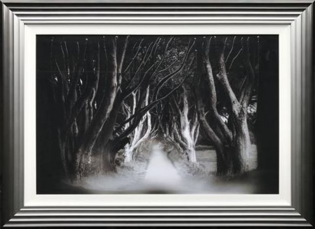 Picture of Dark Hedges B&W